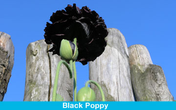 black_poppy