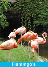 flamingos